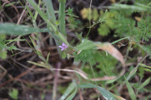iNaturalist observation photo of Redstem Stork's-bill