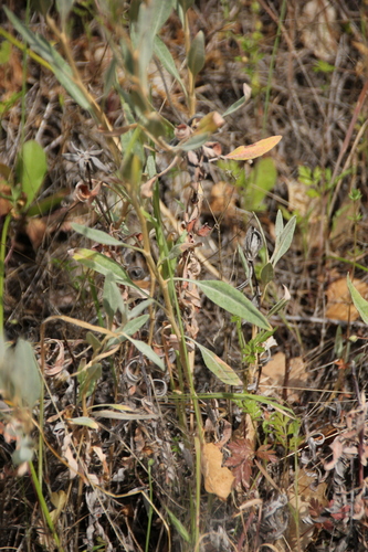 iNaturalist observation photo of Dicots