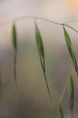 iNaturalist observation photo of Oats