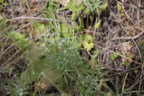 iNaturalist observation photo of Miniature Lupine