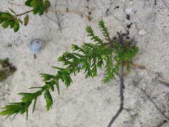 Stemodia maritima