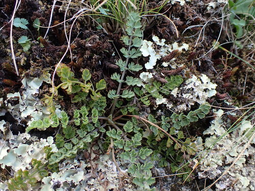 Gingidia enysii, 2026-04-16