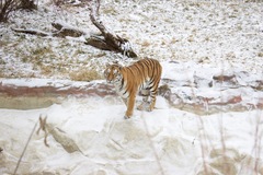 Panthera tigris altaica