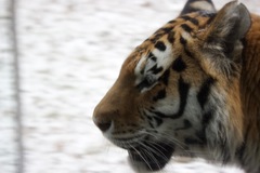 Panthera tigris altaica