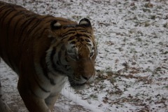 Panthera tigris altaica