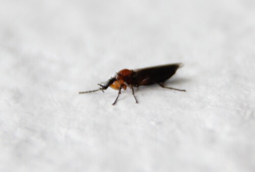 iNaturalist observation photo of March Flies