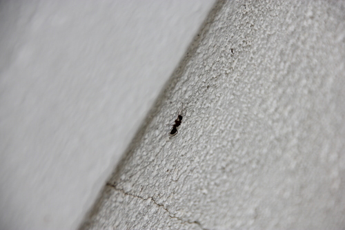 iNaturalist observation photo of Ants