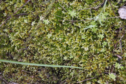 iNaturalist observation photo of Mosses
