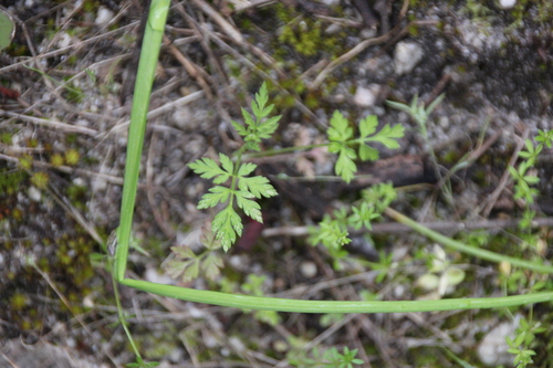 iNaturalist observation photo of hedge parslies