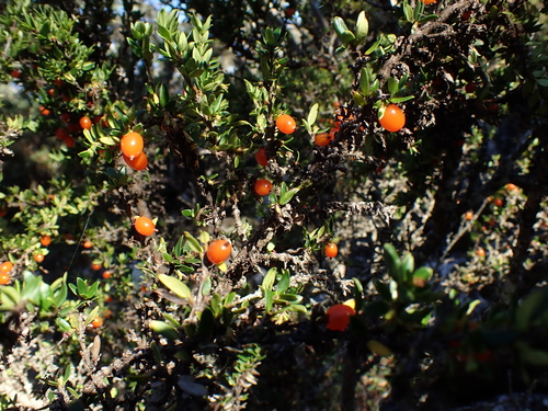 Coprosma nitida, photograph 3