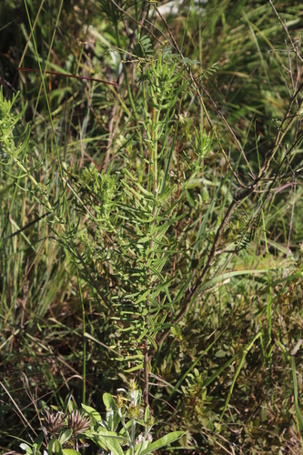 Teucrium trifidum image