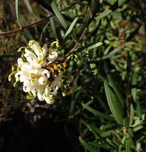 Lomatia polymorpha, photograph 1