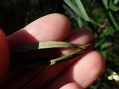 Lomatia polymorpha, photograph author not stated, no rights reserved