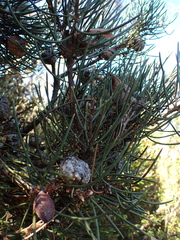 Hakea lissosperma, photograph author not stated, no rights reserved