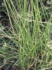 Setaria constricta