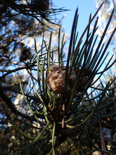 Hakea lissosperma, photograph 5