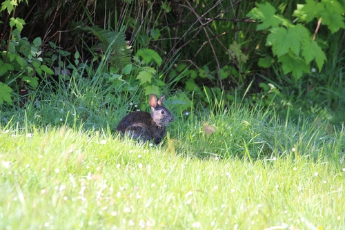 Brush Rabbit observed by bholthus1021