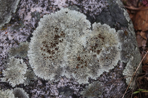 iNaturalist observation photo of shield lichens and allies