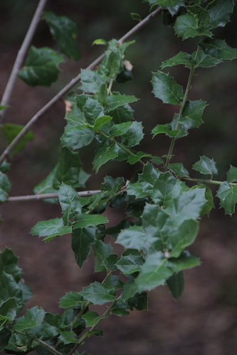 iNaturalist observation photo of coast live oak
