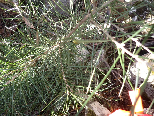 Hakea lissosperma, photograph 3