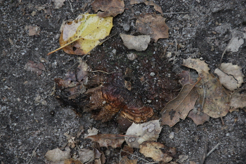 iNaturalist observation photo of Shelf Fungi
