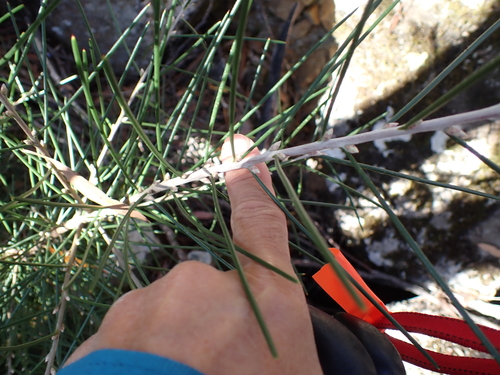 Hakea lissosperma, photograph 2