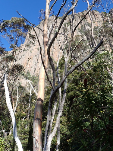 Eucalyptus urnigera, photograph 3