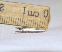 Crambus quinquareatus