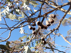 Eucalyptus urnigera