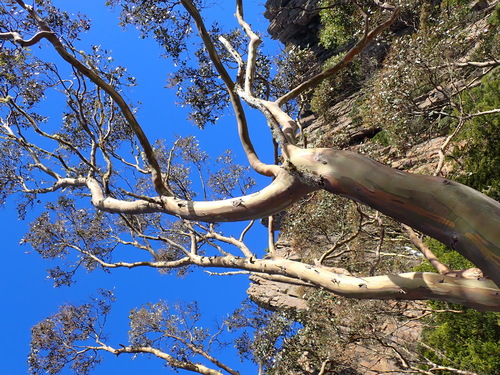 Eucalyptus urnigera, photograph 1