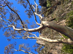Eucalyptus urnigera, photograph author not stated, no rights reserved