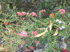 author not stated, no rights reserved Trochocarpa thymifolia, photograph author not stated, no rights reserved