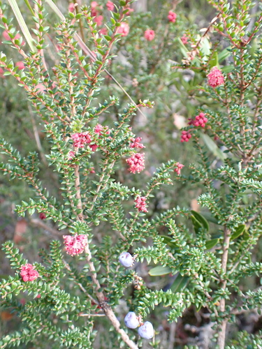 Trochocarpa thymifolia, photograph 4