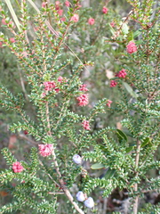 author not stated, no rights reserved Trochocarpa thymifolia, photograph author not stated, no rights reserved