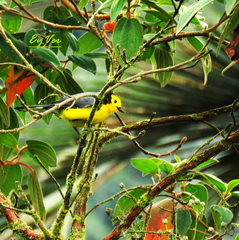 Myioborus ornatus