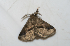 Epiperola flexilinea