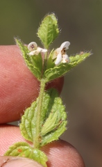 Image of Stachys aethiopica