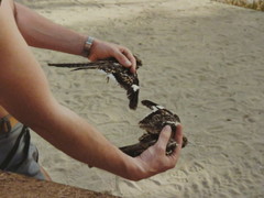 Caprimulgus climacurus