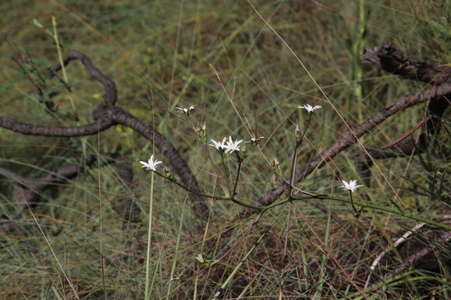 Alepidea peduncularis image