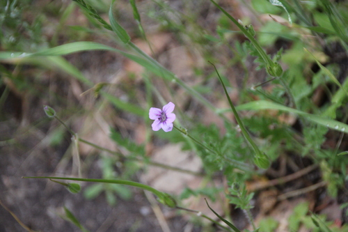 iNaturalist observation photo of Mediterranean Stork's-bill