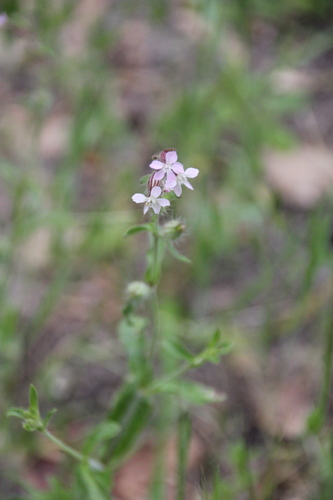 iNaturalist observation photo of Small-flowered Catchfly