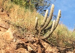Espostoa