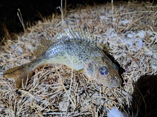 Balon's ruffe (Gymnocephalus baloni) — Percidae — 4