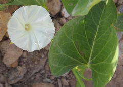 Ipomoea asarifolia