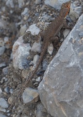 Microlophus koepckeorum