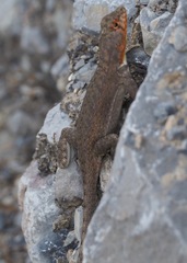 Microlophus koepckeorum