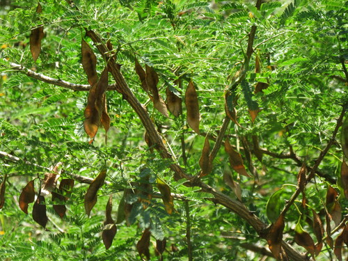 Variety Mimosa acantholoba eurycarpa · iNaturalist