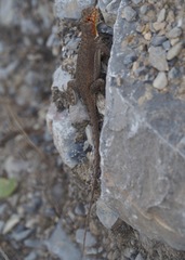 Microlophus koepckeorum