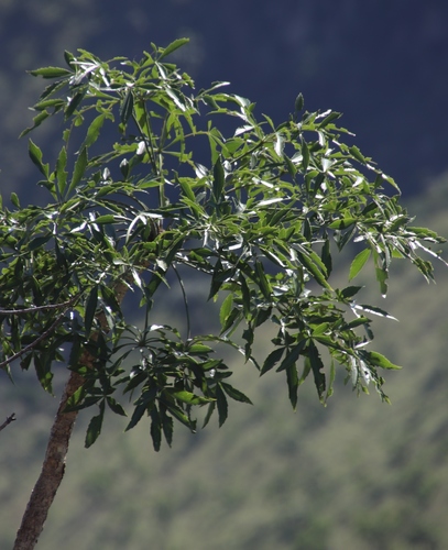 Cussonia spicata image