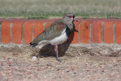 Vanellus chilensis